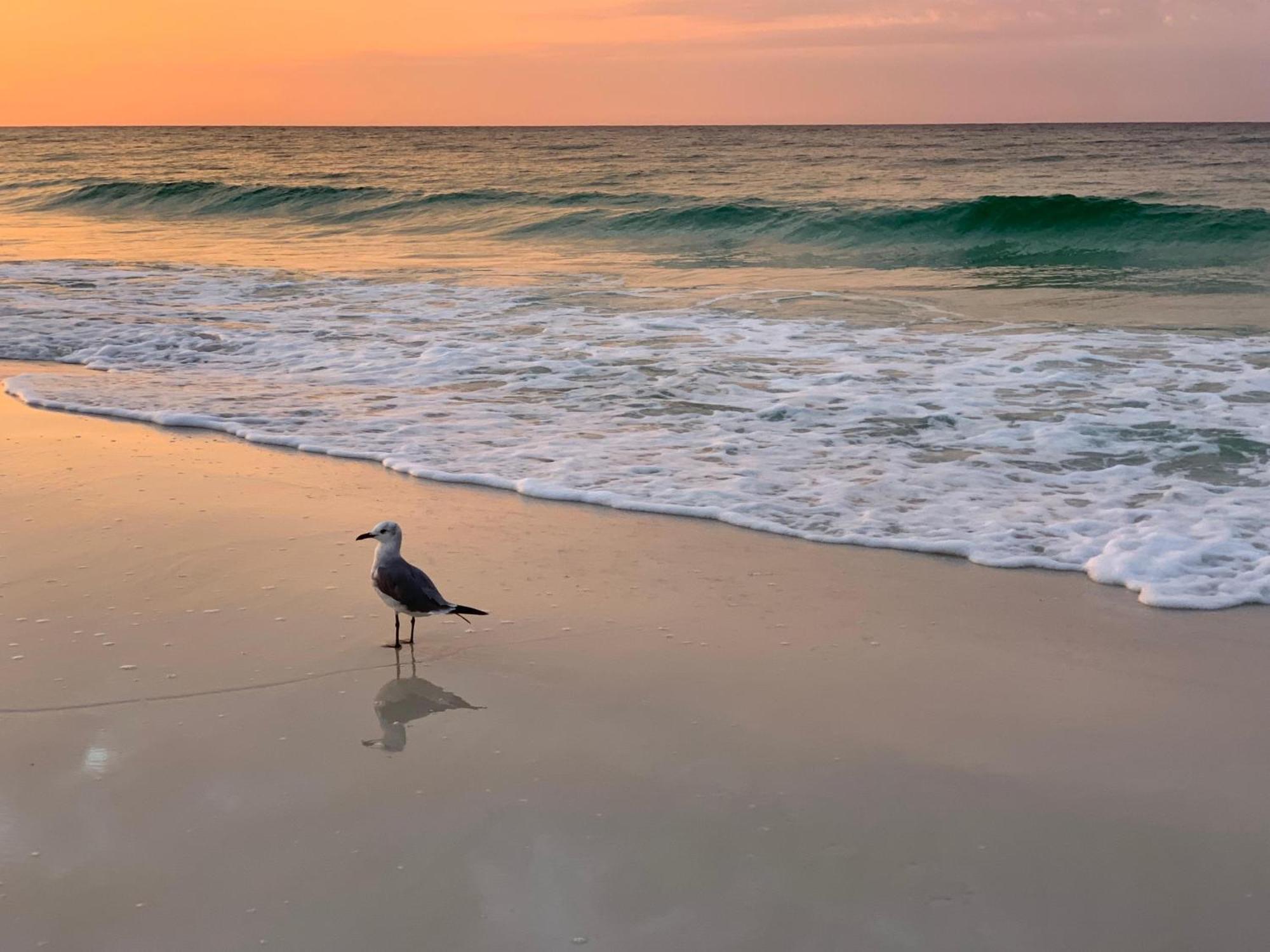 Nautilus 2408 Gulf View 2 Bedroom 4Th Floor Free Beach Service Fort Walton Beach Luaran gambar